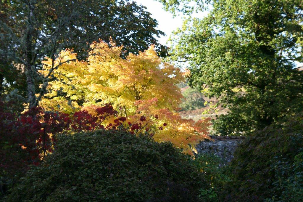 Stunning autumn colour at the Kinlochlaich Garden centre