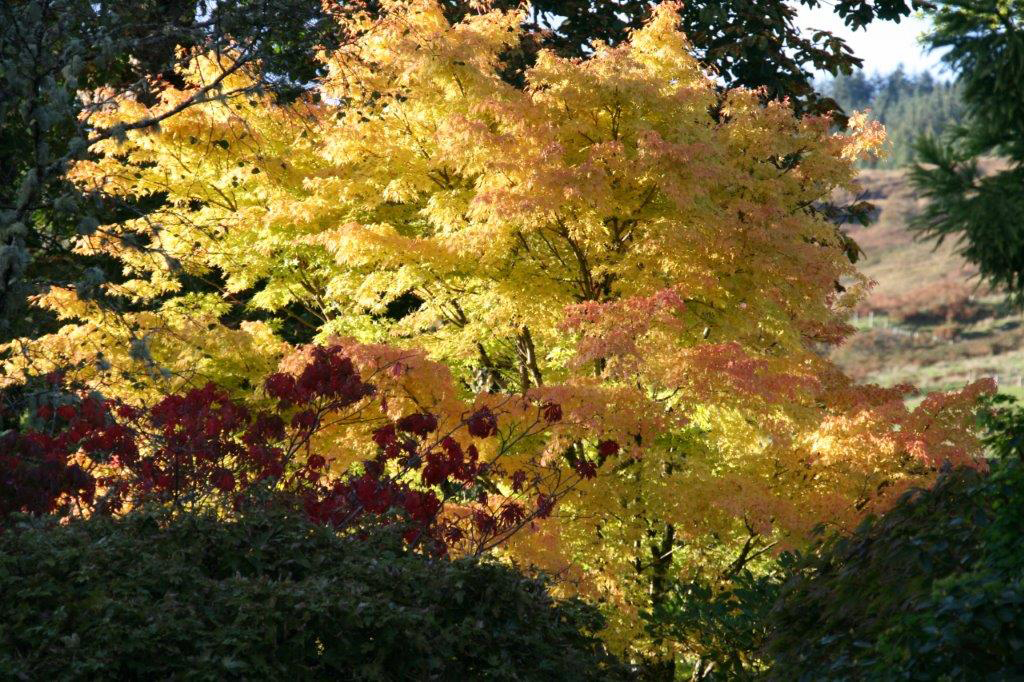 Autumn colour at Kinlochlaich Gardens