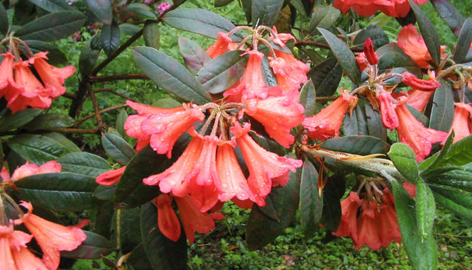 Rhododendron Festival 2017