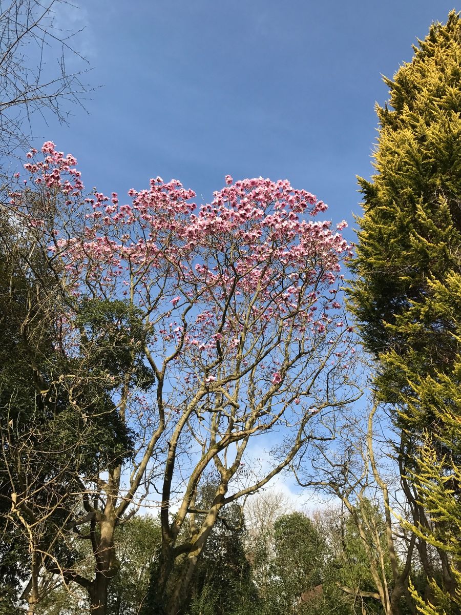 Wemyss Castle Gardens