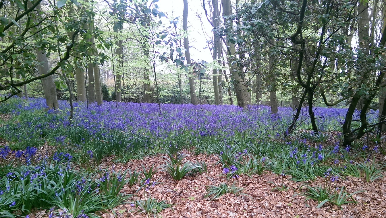Wemyss Castle Gardens