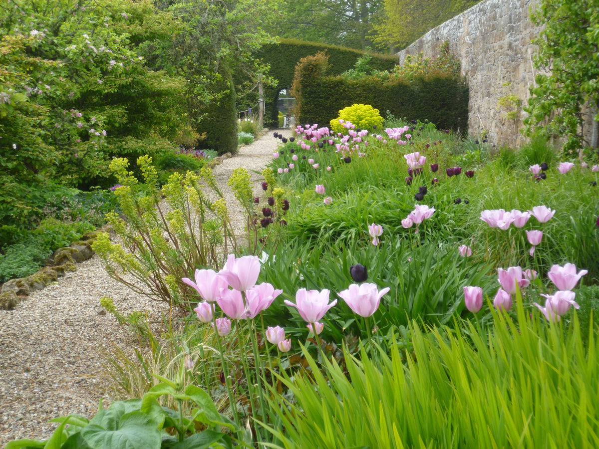 Tulips at Wormistoune House, Fife