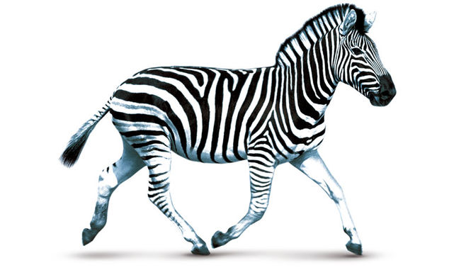zebra-featured-main.jpg